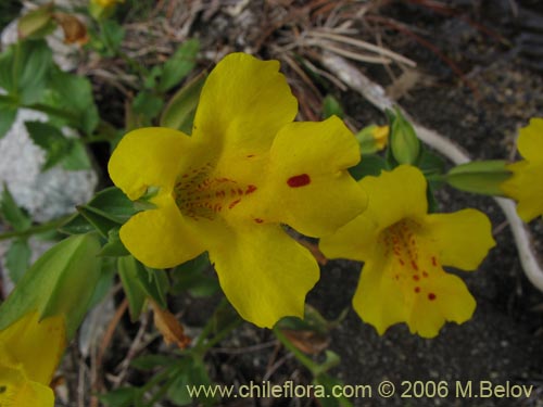 Mimulus luteus의 사진